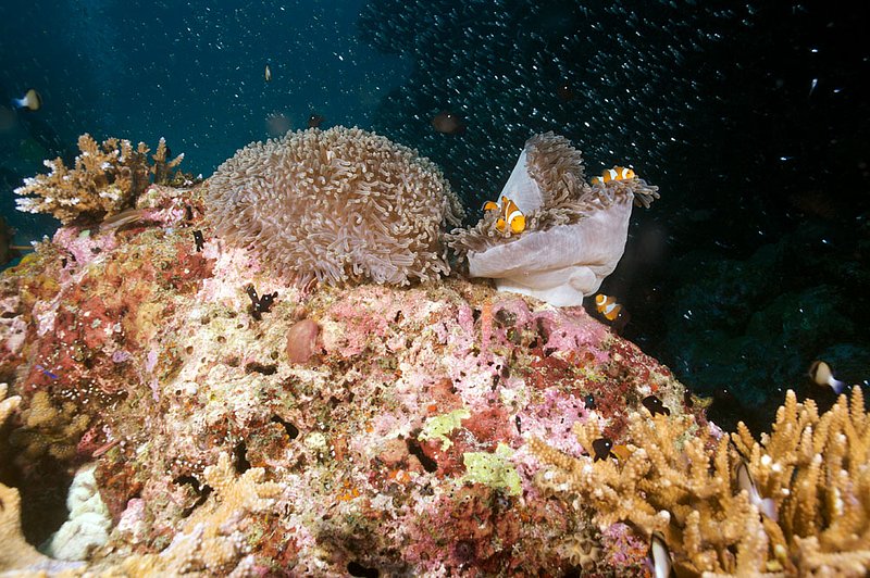IMG_0002.jpg :: Clown anemonefish (Amphiprion ocellaris), Similan Islands, Andaman Sea, Thailand.