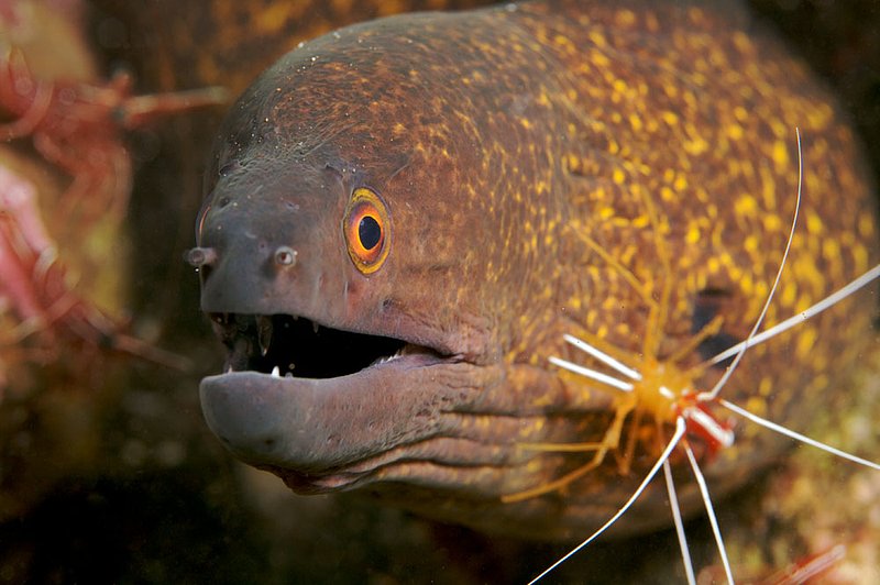 IMG_0004 4.jpg :: Yellow-margined moray eel (Gymnothorax flavimarginatus) with Cleaner Shrimp (Lysmata amboinensis), Bali, Indonesia, Indian Ocean.