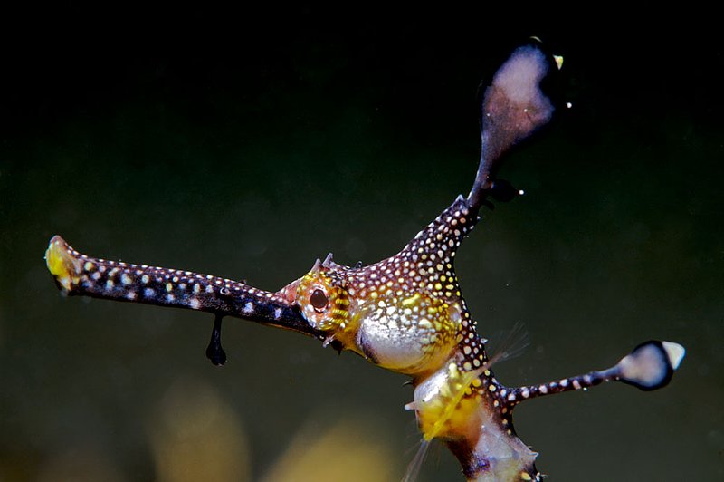 IMG_0007 7.jpg :: A weedy sea dragon (Phyllopteryx taeniolatus) under Flinders Pier, Victoria, Australia.