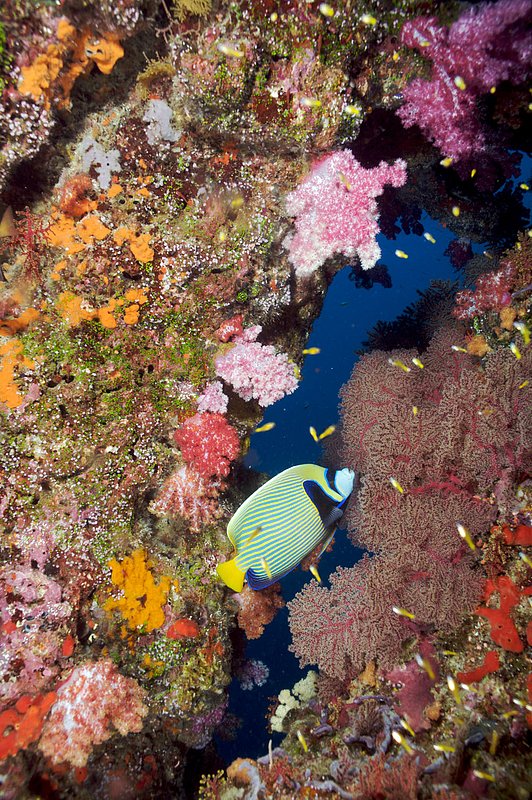 IMG_0017.jpg :: Underwater marine life, Similan Islands, Andaman Sea, Thailand.