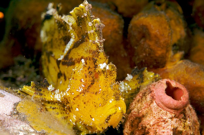 IMG_0025 25.jpg :: Leaf scorpionfish (Taenianotus triacanthus) off of Tulamben, Bali, Indonesia, Indian Ocean.