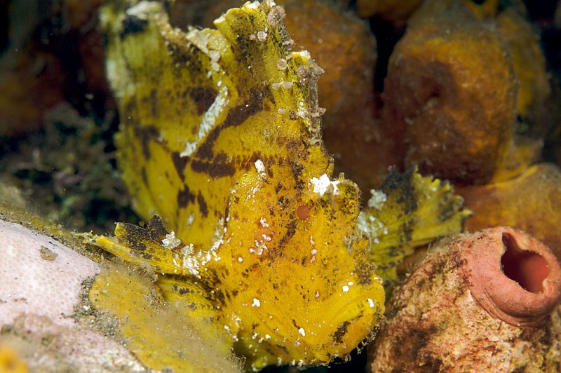 IMG_0026 26.jpg :: Leaf scorpionfish (Taenianotus triacanthus) off of Tulamben, Bali, Indonesia, Indian Ocean.