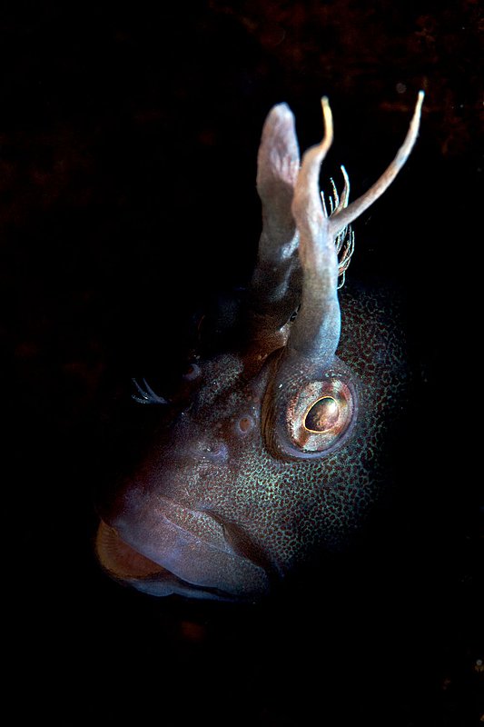 IMG_0031 31.jpg :: A Tasmanian blenny (Parablennius tasmanianus) under Flinders Pier, Victoria, Australia.
