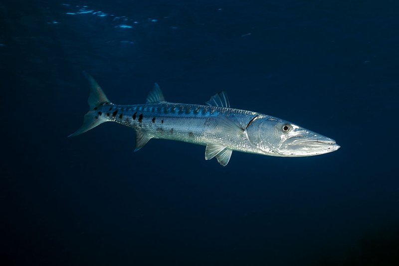 IMG_0046 46.jpg :: A great barracuda (Sphyraena barracuda)in The Florida Keys.
