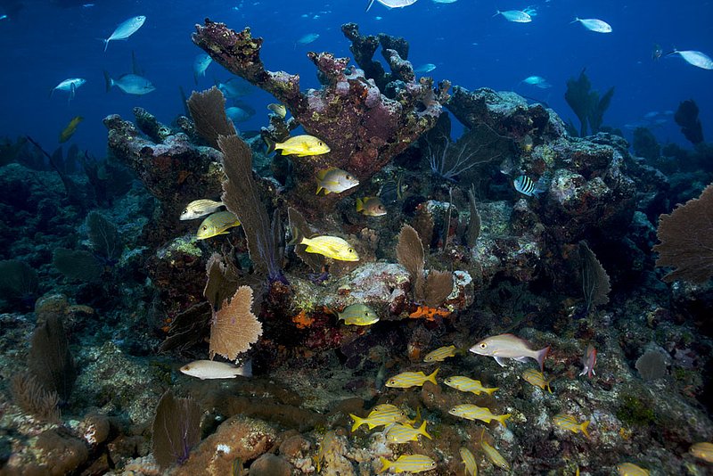 IMG_0048 48.jpg :: Coral reef off of The Florida Keys.