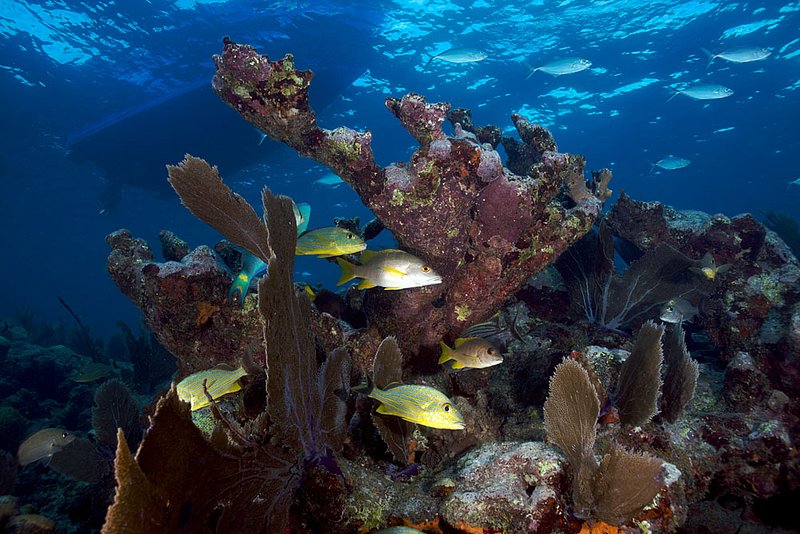 IMG_0049 49.jpg :: Coral reef off of The Florida Keys.