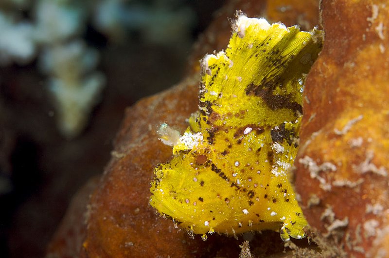 IMG_0050 50.jpg :: A juvenile leaf scorpionfish (Taenianotus triacanthus) off of Tulamben, Bali, Indonesia, Indian Ocean.