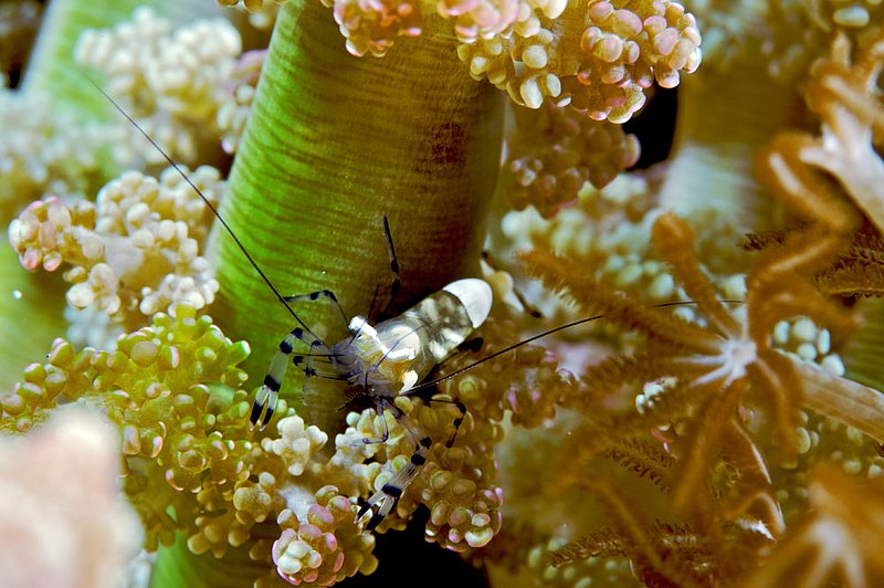 IMG_0068 3.jpg :: An anemone shrimp (periclimenes brevicarpalis) off of Lombok, Indonesia, Indian Ocean