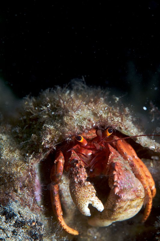 IMG_0096 10.jpg :: A hermit crab (Pagurus bernhardus) under Portsea Pier, Victoria, Australia.