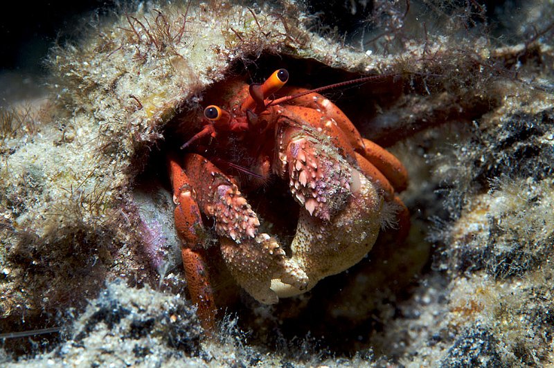 IMG_0099 13.jpg :: A hermit crab (Pagurus bernhardus) under Portsea Pier, Victoria, Australia.