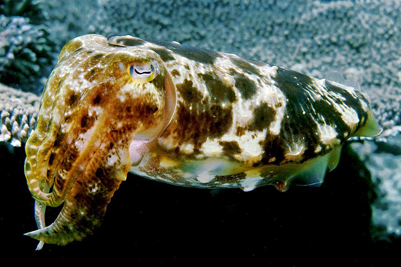 IMG_0110 45.jpg :: A reef cuttlefish (Sepia latimanus) swimming around off of Bali, Indonesia, Indian Ocean.