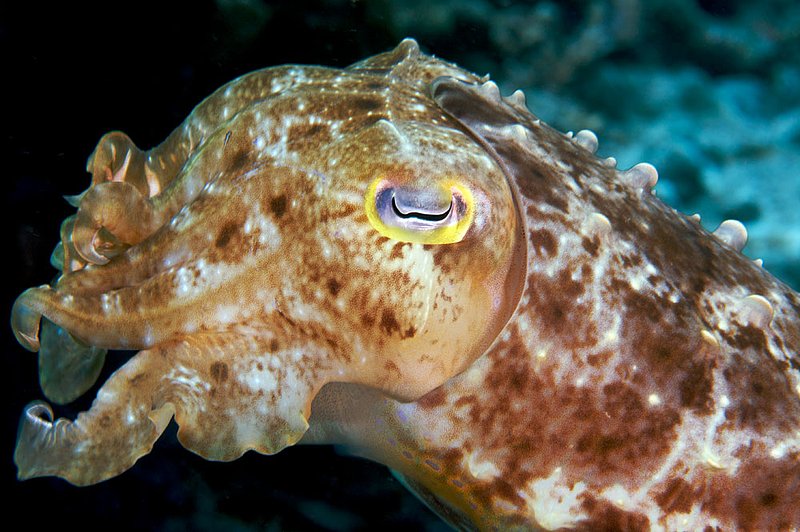 IMG_0120 55.jpg :: A reef cuttlefish (Sepia latimanus) swimming around off of Bali, Indonesia, Indian Ocean.