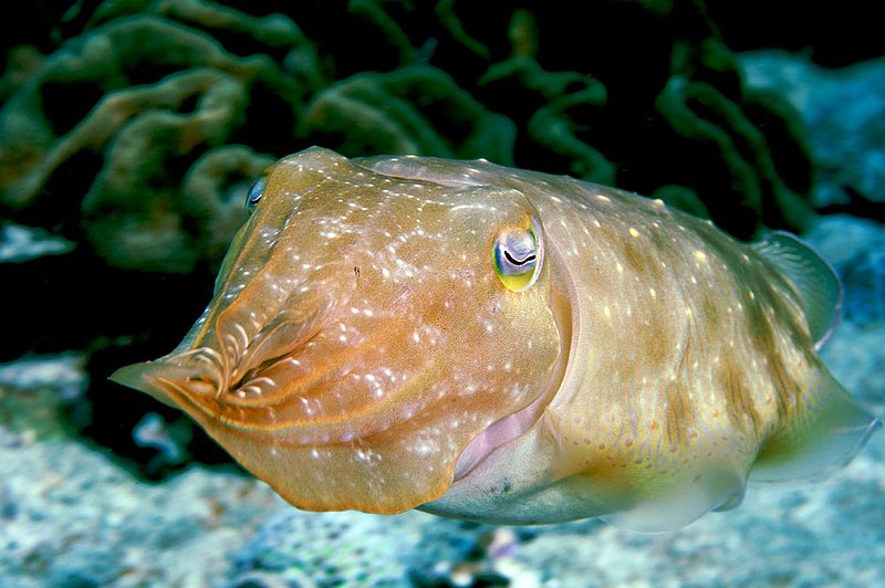 IMG_0146 81.jpg :: A reef cuttlefish (Sepia latimanus) swimming around off of Bali, Indonesia, Indian Ocean.