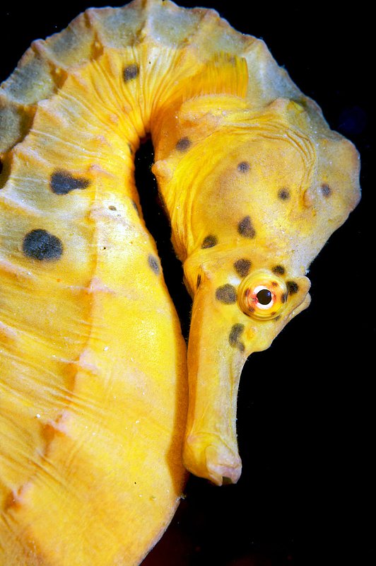 IMG_0180 94.jpg :: A potbelly seahorse (Hippocampus abdominalis) under Portsea Pier, Victoria, Australia.
