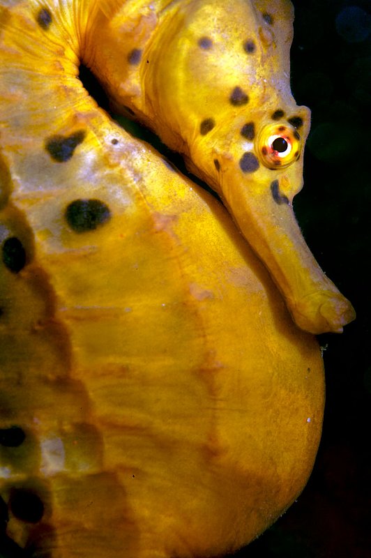 IMG_0184 98.jpg :: A potbelly seahorse (Hippocampus abdominalis) under Portsea Pier, Victoria, Australia.