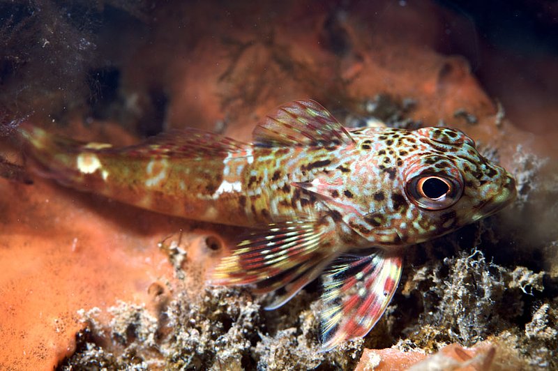 IMG_0206 120.jpg :: A small fish under Portsea Pier, Victoria, Australia.