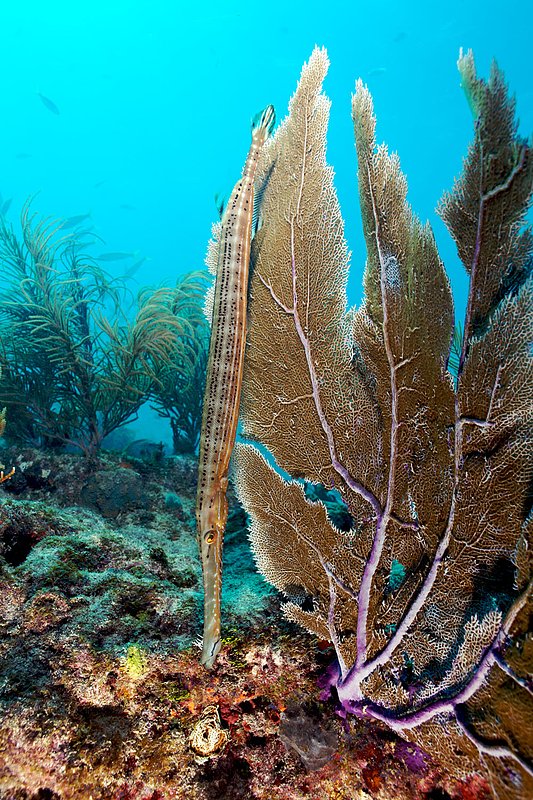IMG_0220 61.jpg :: A trumpet fish (Aulostomus maculatus) camouflaging itself in a fan coral in The Florida Keys.