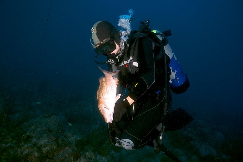 IMG_0243 84.jpg :: A spearfisherman racking a freshly speared snapper in The Florida Keys.