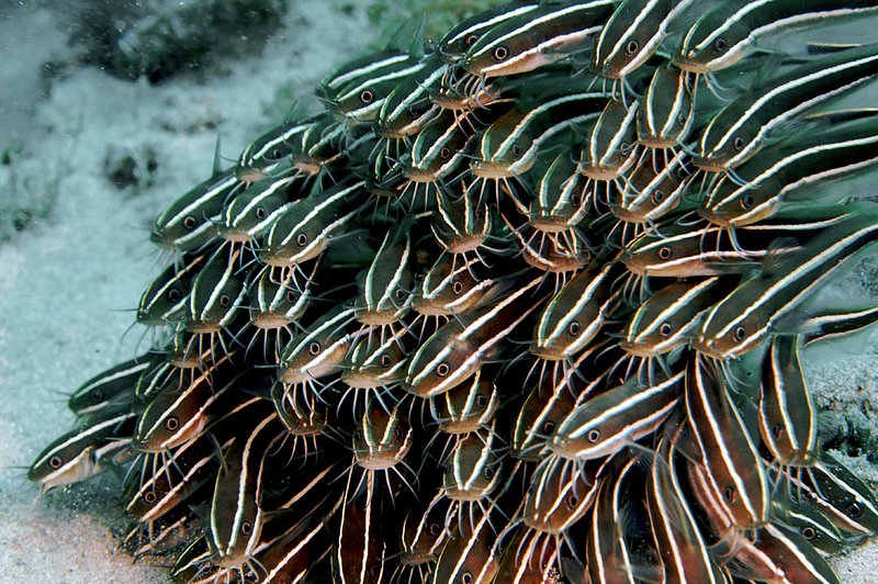IMG_0253 188.jpg :: Striped catfish (Plotosus lineatus) schooling together off of Lombok, Indonesia, Indian Ocean.