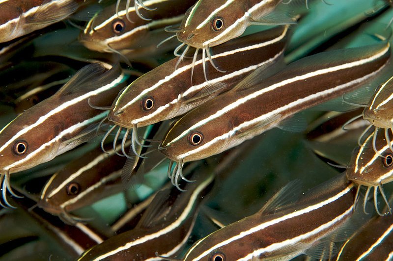 IMG_0258 193.jpg :: Striped catfish (Plotosus lineatus) schooling together off of Lombok, Indonesia, Indian Ocean.