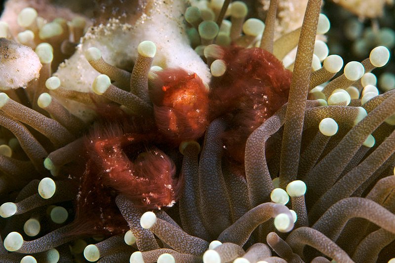 IMG_0269 204.jpg :: A furry orangutan crab (Achaeus japonicus) off of Bali, Indonesia, Indian Ocean.