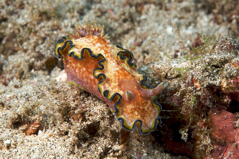 IMG_0287 222.jpg :: A colorful glossodoris cincta nudibranch off of Bali, Indonesia, Indian Ocean.