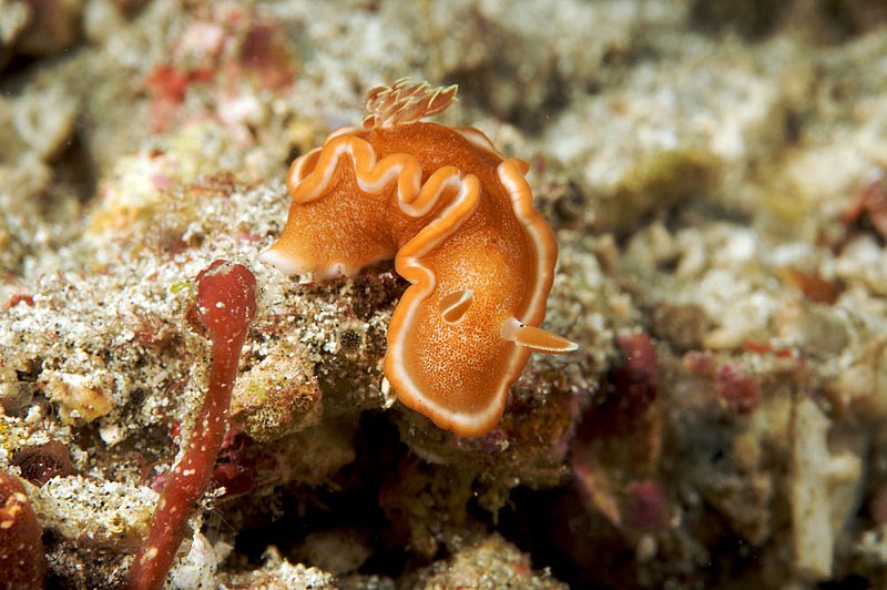 IMG_0306 241.jpg :: A glossodoris rufomarginata nudibranch off of Bali, Indonesia, Indian Ocean.