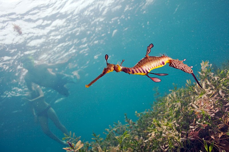 IMG_0310 173.jpg :: A weedy sea dragon (Phyllopteryx taeniolatus) under Flinders Pier, Victoria, Australia.