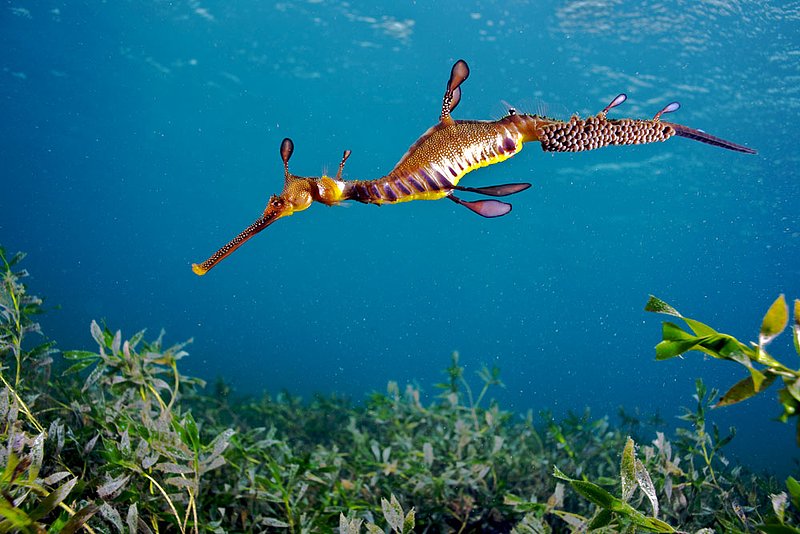 IMG_0319 182.jpg :: A weedy sea dragon (Phyllopteryx taeniolatus) under Flinders Pier, Victoria, Australia.