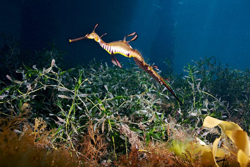 IMG_0322 185.jpg :: A weedy sea dragon (Phyllopteryx taeniolatus) under Flinders Pier, Victoria, Australia.
