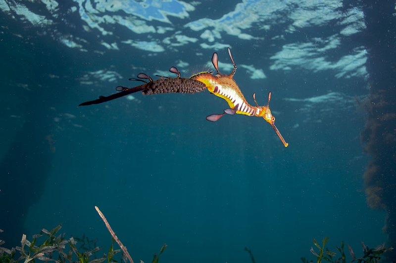 IMG_0331 194.jpg :: A weedy sea dragon (Phyllopteryx taeniolatus) under Flinders Pier, Victoria, Australia.