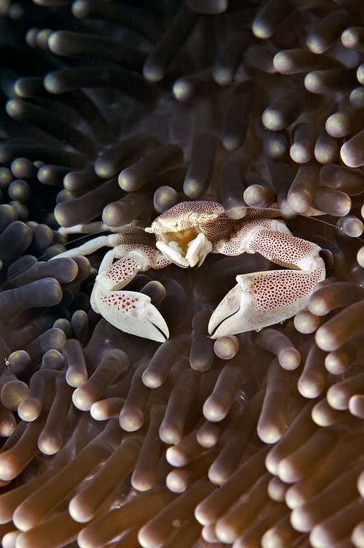 IMG_0336 271.jpg :: A porcelain anemone crab (Neopetrolisthes maculosus) off of Bali, Indonesia, Indian Ocean.