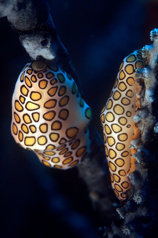 IMG_0350.jpg :: Two flamingo tongue snails (Cyphoma gibbosum) perched on coral off of Roatan, Honduras.