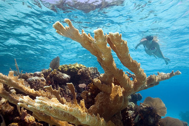 IMG_0355.jpg :: A snorkeler swims around elkhorn coral (Acropora palmata)  in the crystal Caribbean waters around Pigeon Cay near Roatan, Honduras. MR