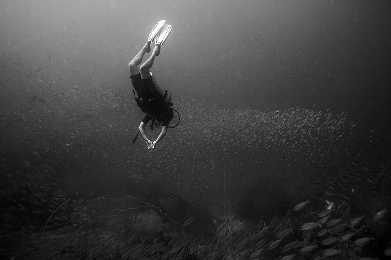 IMG_0362.jpg :: A diver swims towards schooling yellowfin fusiliers (Caesio xanthonotus) at Southwest Pinnacle, Koh Tao, Gulf of Thailand, Thailand.  MR