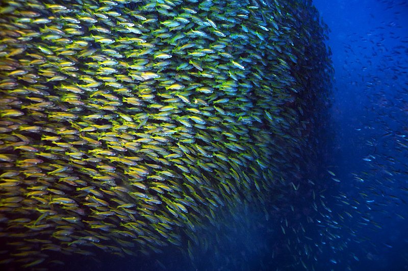 IMG_0363.jpg :: A defensive ball of yellowfin fusiliers (Caesio xanthonotus) seek safety in one another at Chumpon Pinnacle near Koh Tao, Gulf of Thailand, Thailand.