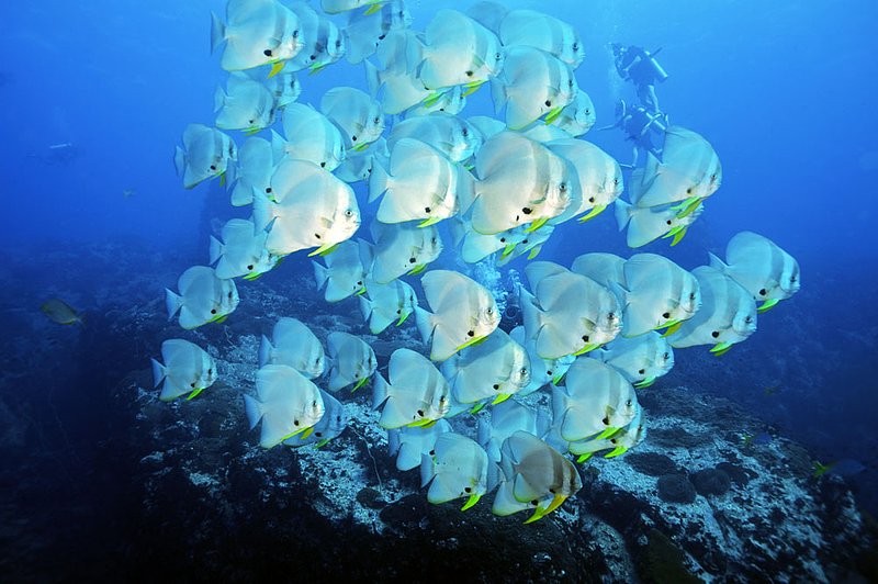 IMG_0366.jpg :: Batfish (Platax orbicularis) swim together at Chumpon Pinnacle, Gulf of Thailand, Thailand