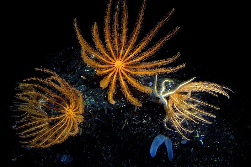 IMG_0376.jpg :: Brisingid sea-star (Novodinia antillensis)  are lit up by submarine lights in the deep sea off of Roatan, Honduras.