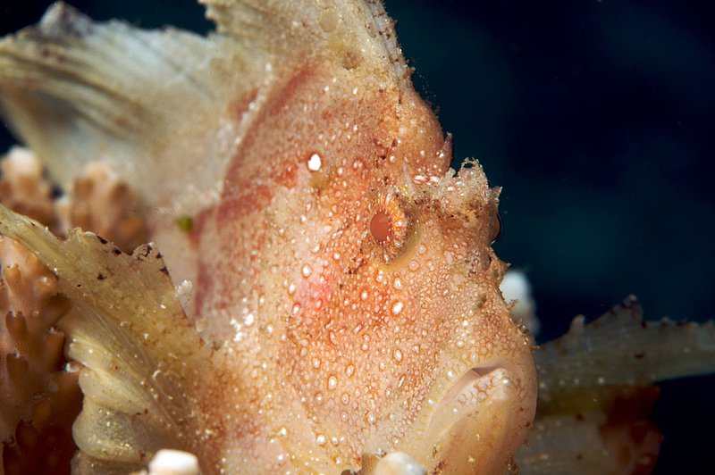 IMG_0388 323.jpg :: Leaf scorpionfish (Taenianotus triacanthus) off of Bali, Indonesia, Indian Ocean.