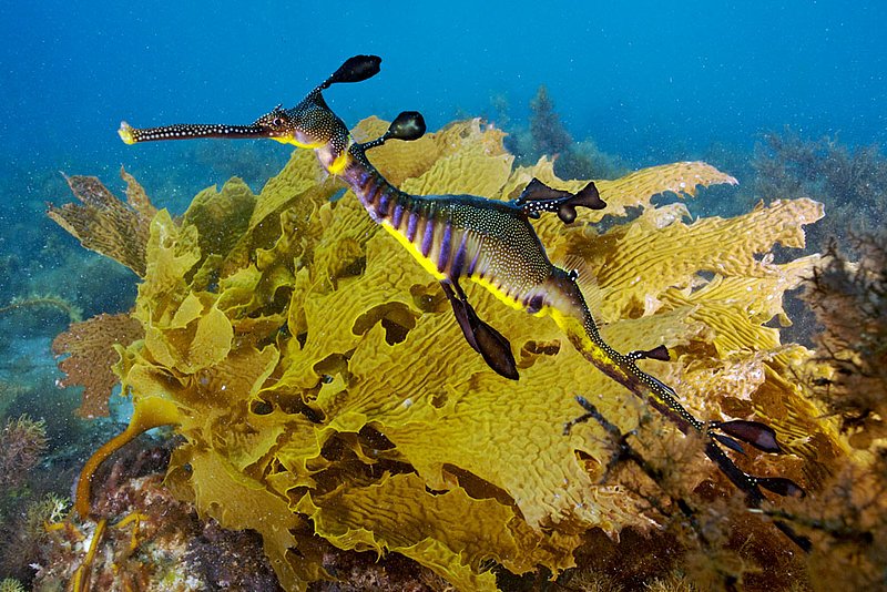 IMG_0405 74.jpg :: A weedy sea dragon (Phyllopteryx taeniolatus) gliding over kelp next to Portsea Pier, Victoria, Australia.
