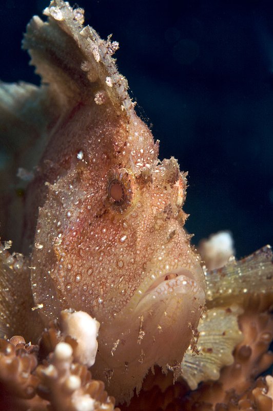 IMG_0407 342.jpg :: Leaf scorpionfish (Taenianotus triacanthus) perched on hard corals off of Bali, Indonesia, Indian Ocean.