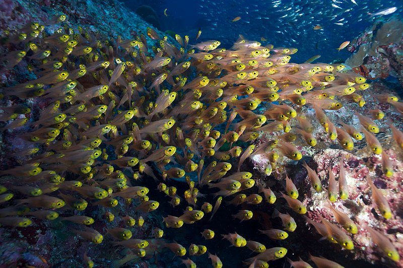 IMG_0415.jpg :: A school of Pigmy sweeper (Parapriacanthus ransonneti) off of the Similan Islands, Andaman Sea, Thailand.