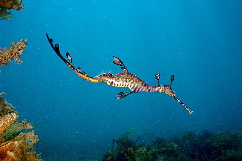 IMG_0426 93.jpg :: A weedy sea dragon (Phyllopteryx taeniolatus) gliding over kelp next to Portsea Pier, Victoria, Australia.