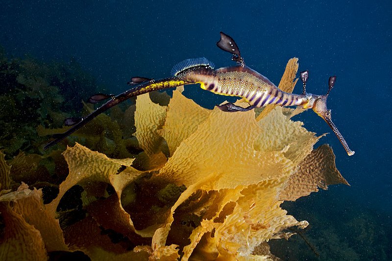 IMG_0461 128.jpg :: A weedy sea dragon (Phyllopteryx taeniolatus) gliding over kelp next to Portsea Pier, Victoria, Australia.