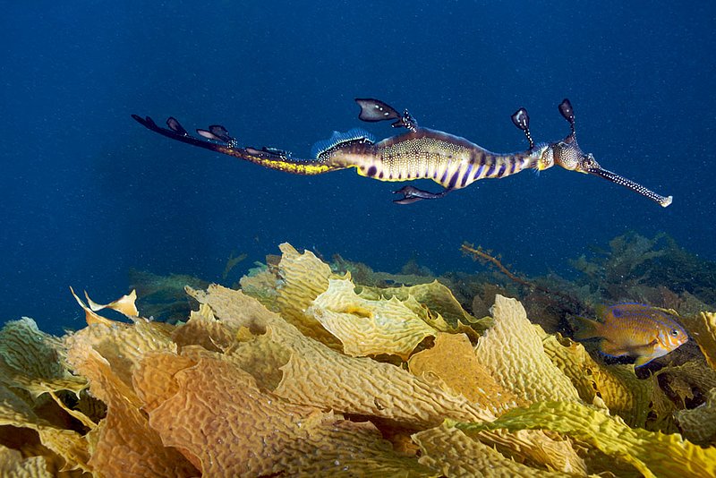 IMG_0464 131.jpg :: A weedy sea dragon (Phyllopteryx taeniolatus) gliding over kelp next to Portsea Pier, Victoria, Australia.