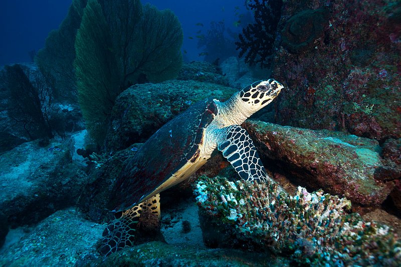 IMG_0491.jpg :: Hawksbill Turtle (Eretmochelys imbricata) exploring for food in the Similan Islands, Andaman Sea, Thailand.