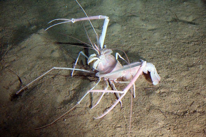 IMG_0550.jpg :: A deep sea lobster on the ocean floor off of Roatan, Honduras.