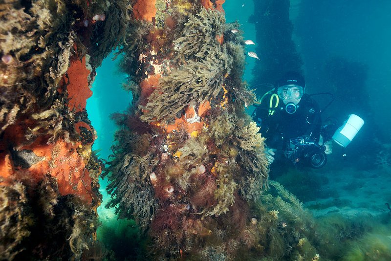 IMG_0551 218.jpg :: A diver under Portsea Pier, Victoria, Australia.
