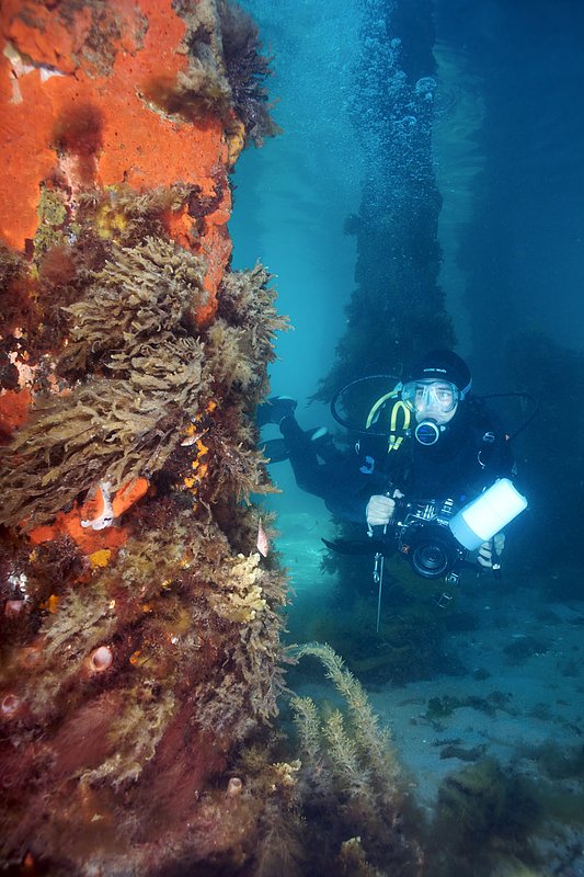 IMG_0554 221.jpg :: A diver under Portsea Pier, Victoria, Australia.
