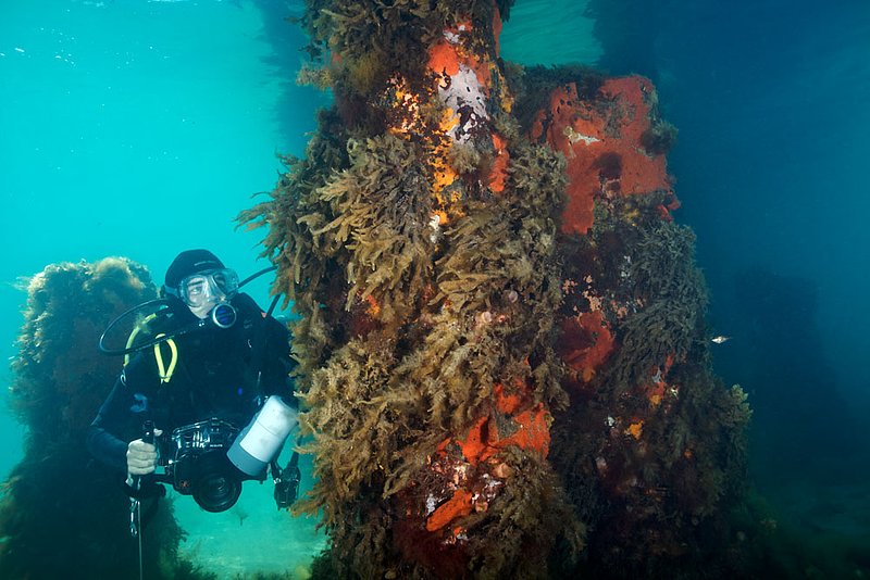 IMG_0563 230.jpg :: A diver under Portsea Pier, Victoria, Australia.